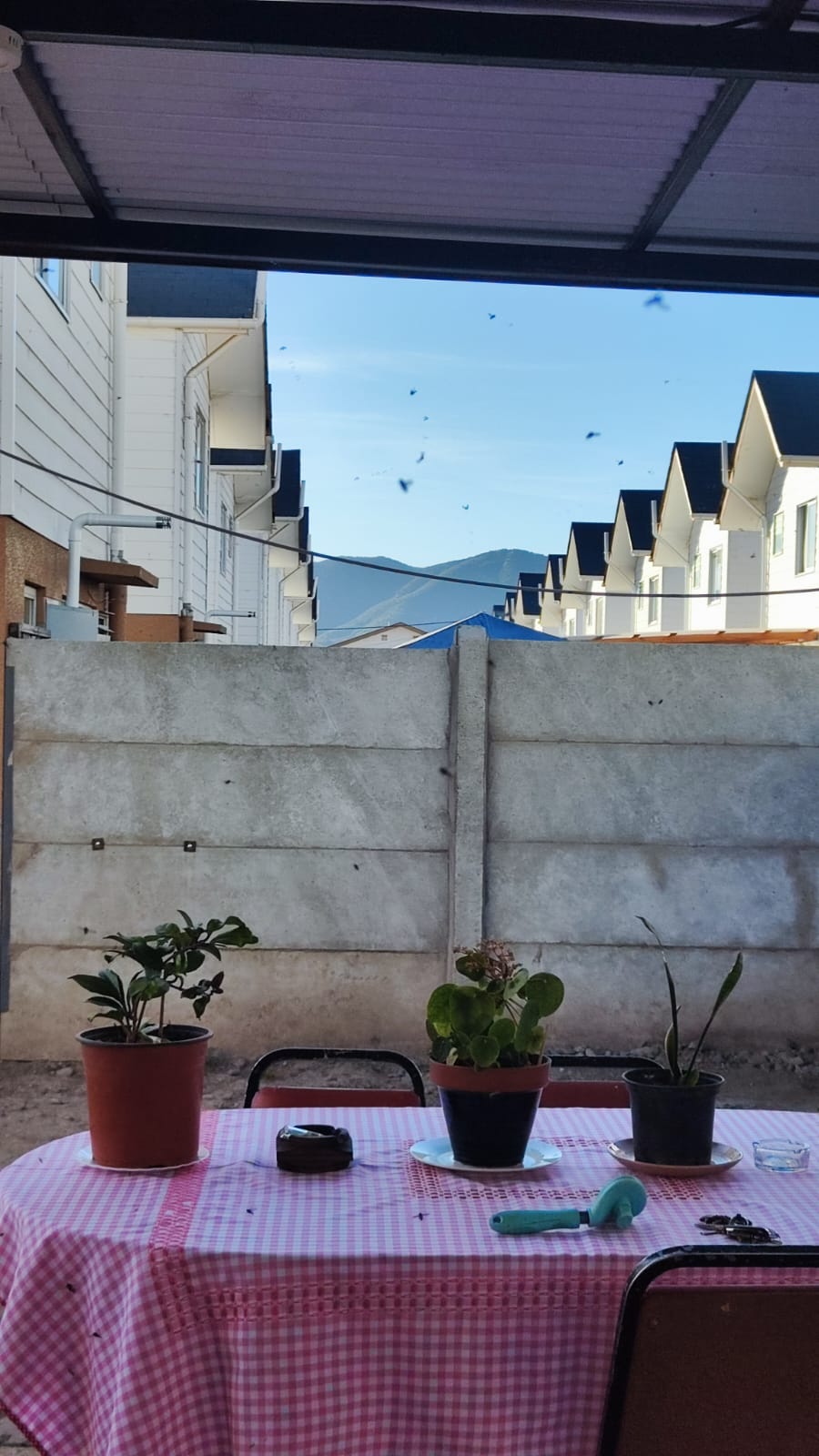 La pesadilla de la casa propia: vecinos del Condominio 3 Esquinas (La Calera) denuncian invasión de plagas junto a una avícola y una huesera